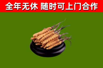 房山烟酒回收冬虫夏草.jpg
